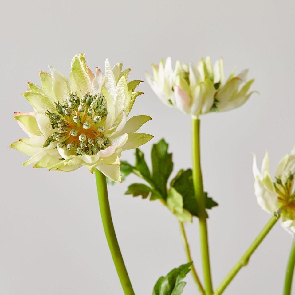 Faux Botanicals Astrantia West Elm Australia